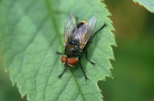 Réf. 328 207 : Phasia aurigera